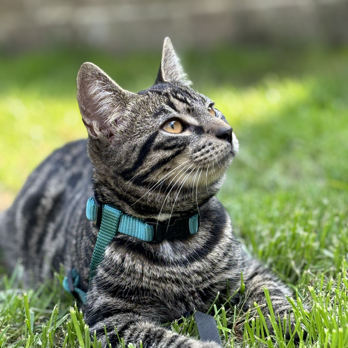 Chat